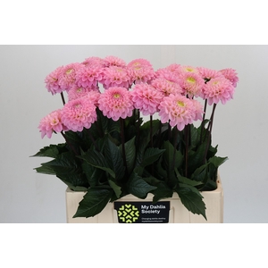 Dahlia Wizard of Oz