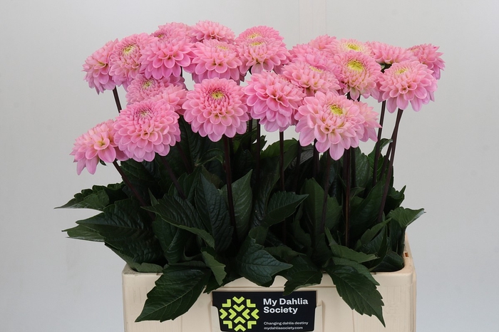 Dahlia Wizard of Oz