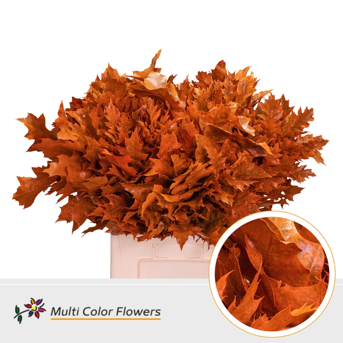 <h4>Quercus Rubra Frosted Orange</h4>