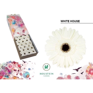Gerbera White House Doos