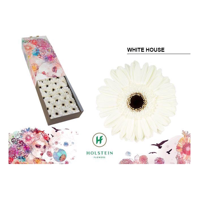 <h4>Ge Gr White House</h4>