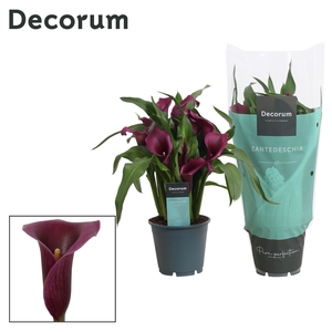 Zantedeschia Paars (Decorum)