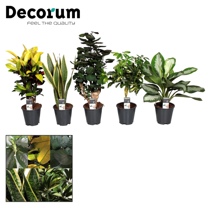 kamerplanten