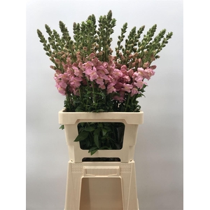 ANTIRRH POTOMAC CHERRY DARK