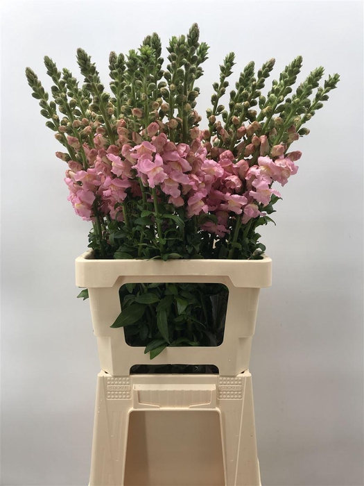 <h4>ANTIRRH POTOMAC EARLY PINK</h4>