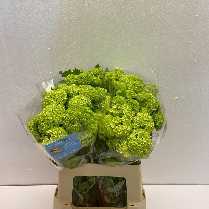 <h4>VIBURNUM ROSEUM ST</h4>