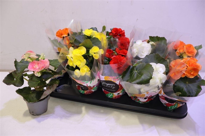 <h4>arr8 Beg Du Gem</h4>