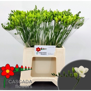 Freesia enk White Serenade