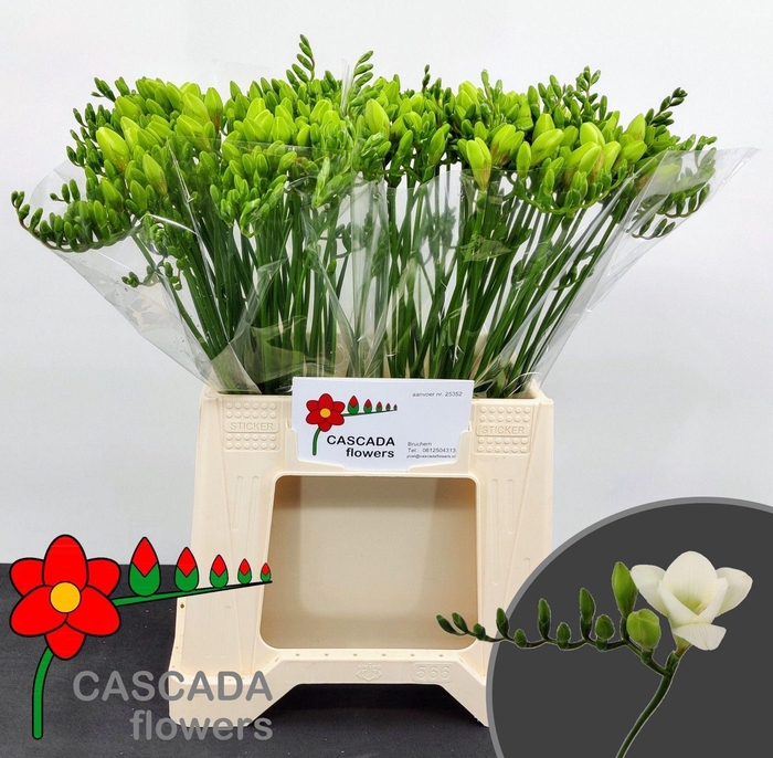 <h4>Freesia enk White Serenade</h4>