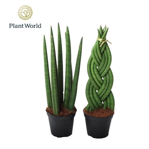 Sansevieria cylindrica overig