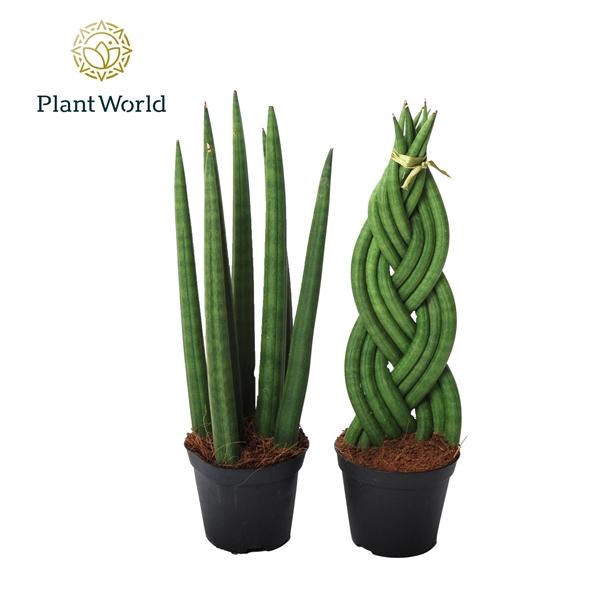 <h4>Sansevieria cylindrica overig</h4>
