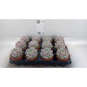 Echeveria   ...