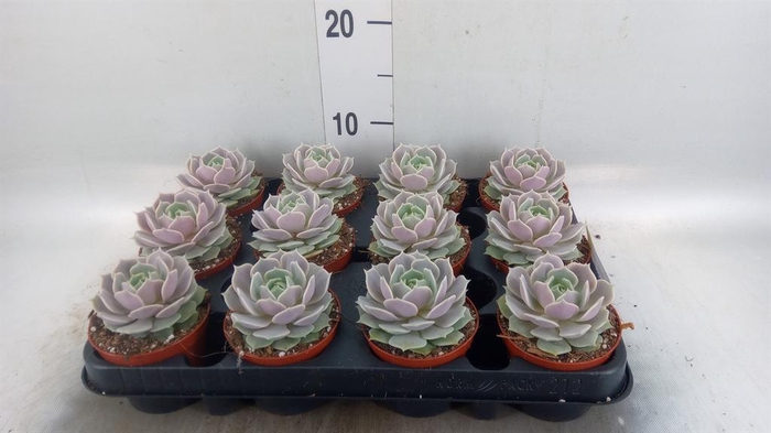 <h4>Echeveria   ...</h4>