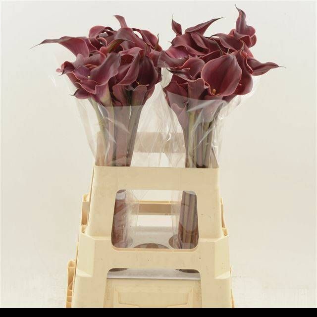 <h4>ZANT RED CHARM</h4>