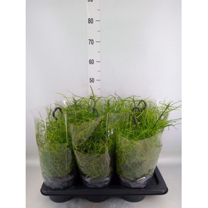 Rhipsalis baccifera 'Oasis'