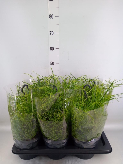 <h4>Rhipsalis baccifera 'Oasis'</h4>