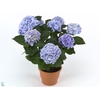 Hydrangea mac. 'Ankong'