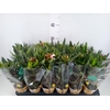 Nerium oleander   ...