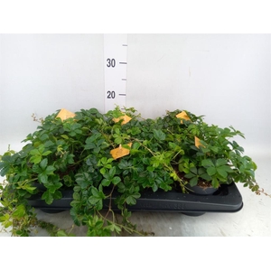 Parthenocissus inserta