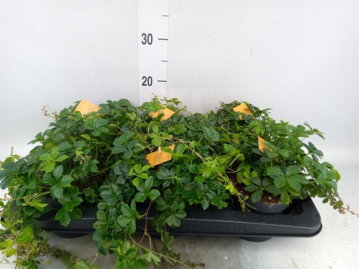 <h4>Parthenocissus inserta</h4>