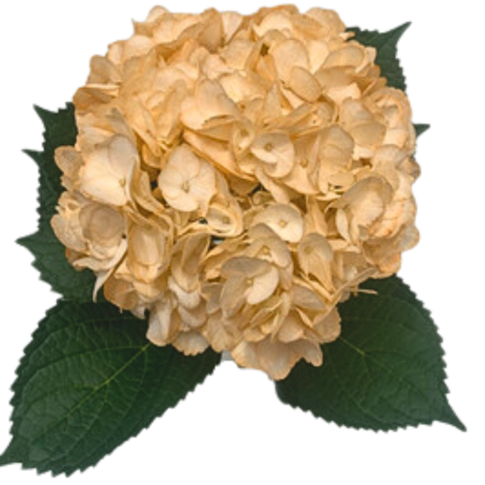 <h4>HYDR PREMIUM PEACH</h4>