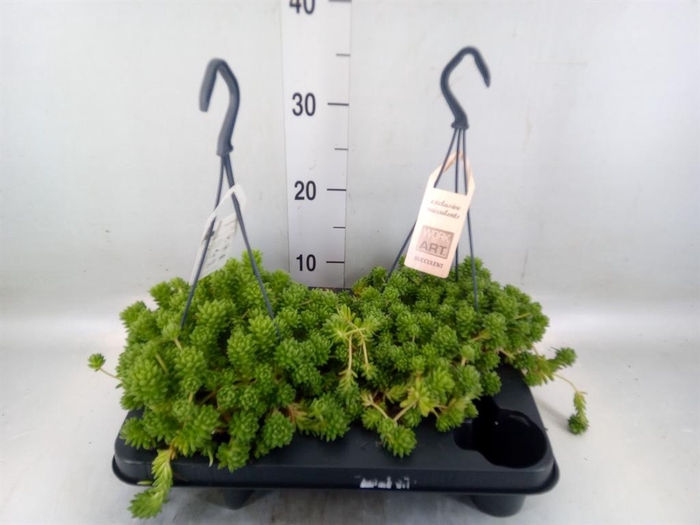 <h4>Sedum   ...</h4>