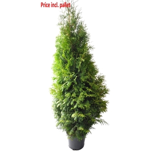Thuja occ. Brabant, plantmaat 180-200 cm - Rondgestoken - PALLET