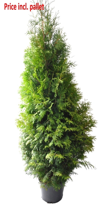 <h4>Thuja occ. Brabant, plantmaat 180-200 cm - Rondgestoken - PALLET</h4>
