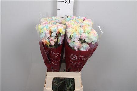 <h4>Di St Ov Kl B H% Rainbow Pastel</h4>