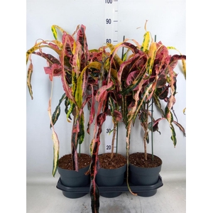 Codiaeum var. GR 'Dreadlocks'