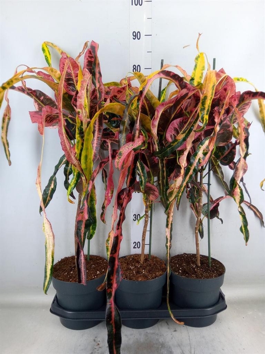 <h4>Codiaeum var. GR 'Dreadlocks'</h4>