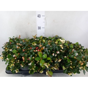 Gaultheria proc. 'Ciao Bella Whte'