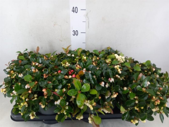 <h4>Gaultheria proc. 'Ciao Bella Whte'</h4>