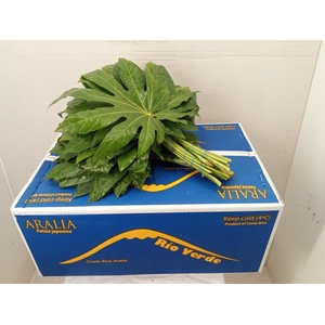 Aralia Rio Verde 30cm