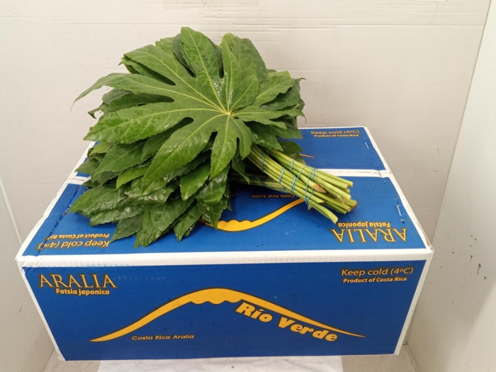 ARALIA 40 CM RIO VERDE