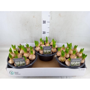 Hyacinthus orie. 'Pearl White'