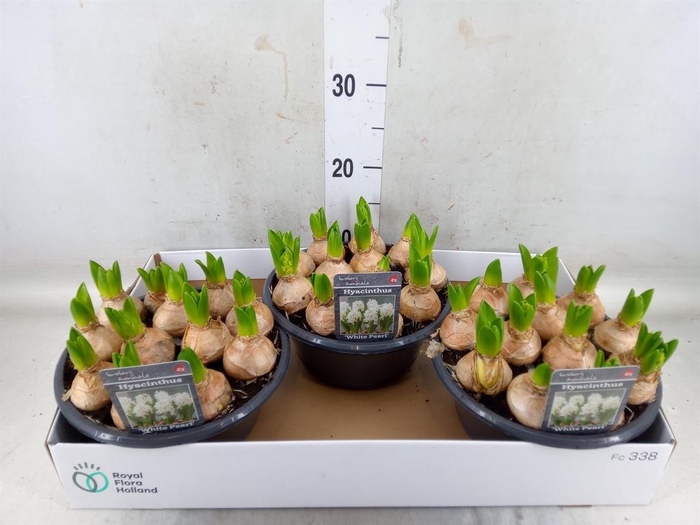 <h4>Hyacinthus orie. 'Pearl White'</h4>