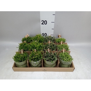 Rhipsalis   ...mix