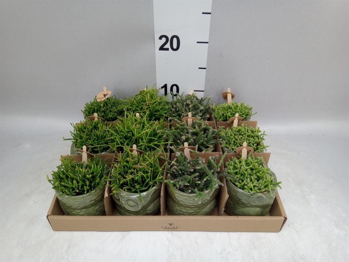 <h4>Rhipsalis ...mix</h4>