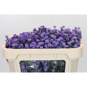 Aster Baby Blue