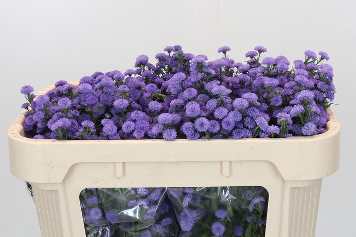 Aster Baby Blue