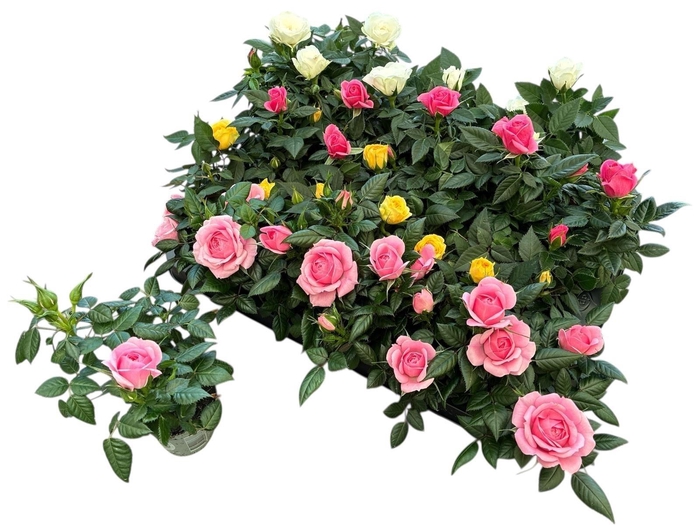 arr8 Ro Kordana Gem 3 Srt