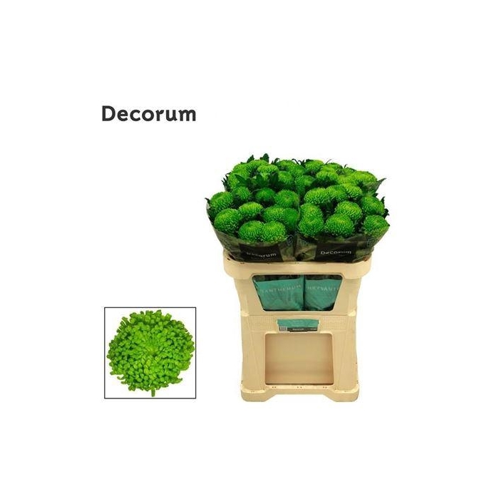 <h4>Chr G Alemani</h4>