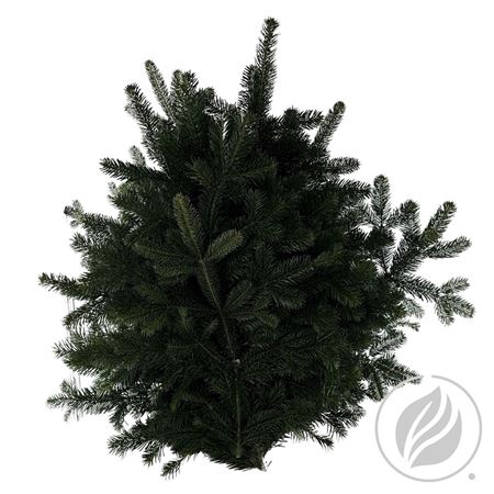 <h4>NORDMANN 5KG</h4>