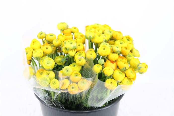 <h4>Ran Elegance Yellow</h4>