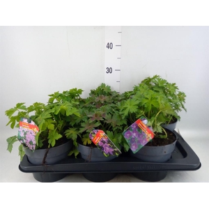Geranium   ...