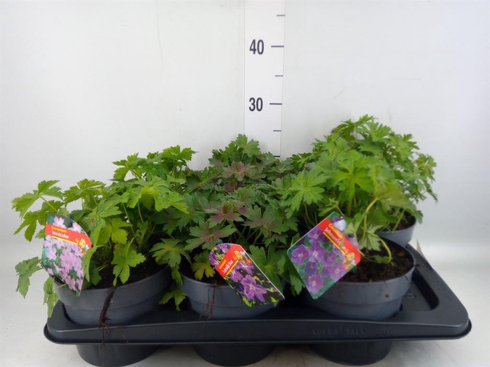 <h4>Geranium   ...</h4>