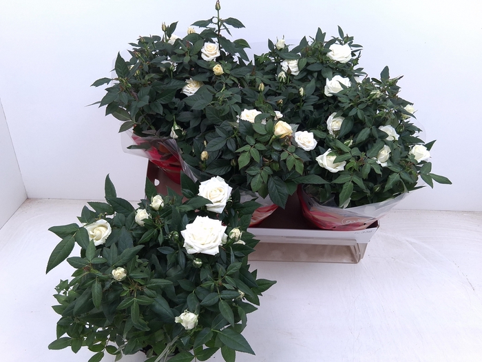 <h4>RO FAV RO WHITE</h4>