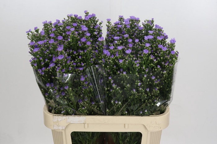 <h4>Aster Cassandra</h4>