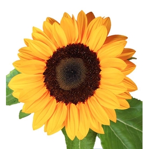 Helianthus Vincent's Choice